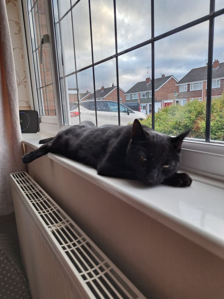 Indie the black cat lies snoozing on a window sill.