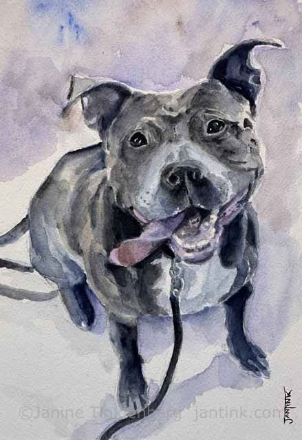 Watercolor portrait of a gray pitbull dog named Alma