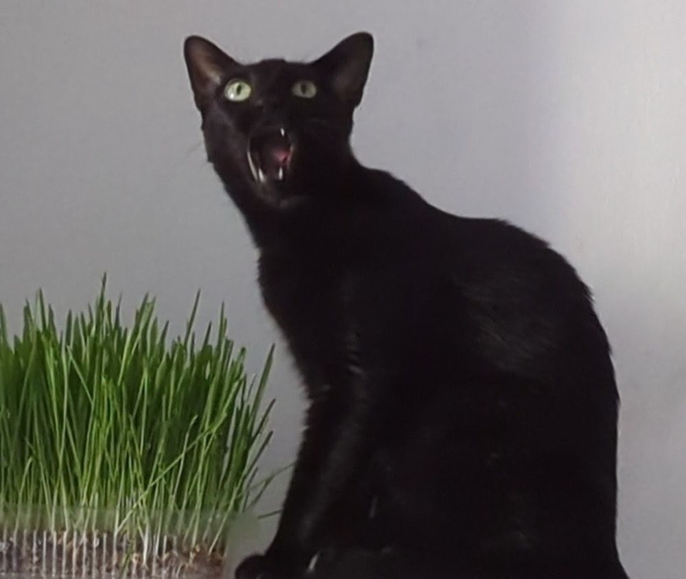 Foto de mi gata Maka, pequeña, negra y de ojos amarillos, con la boca abierta, como sorprendida. Está sentada junto a su hierba gatera.