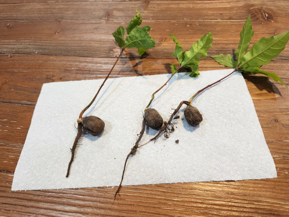 Three acorns have sprouted oak seedlings.