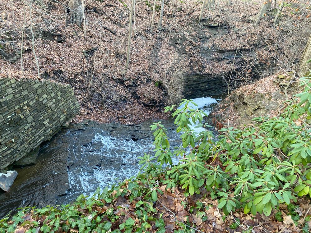 Creek winding through forest with rhododendrons
