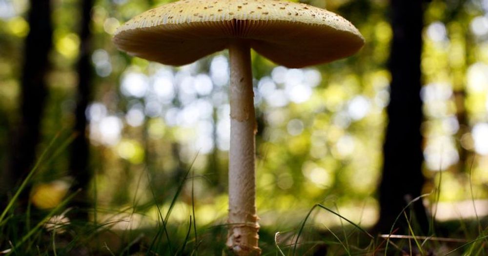 Midwest sees surge in calls to poison control centers amid bumper crop of wild mushrooms