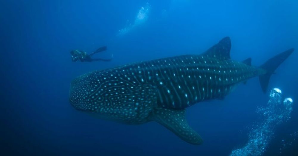 The Galapagos Islands and many of their unique creatures are at risk from warming waters