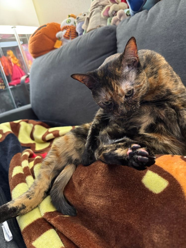 Rinzler laying on a Kuzco blanket with her back foot sticking in the air. She’s glaring at me taking her photo