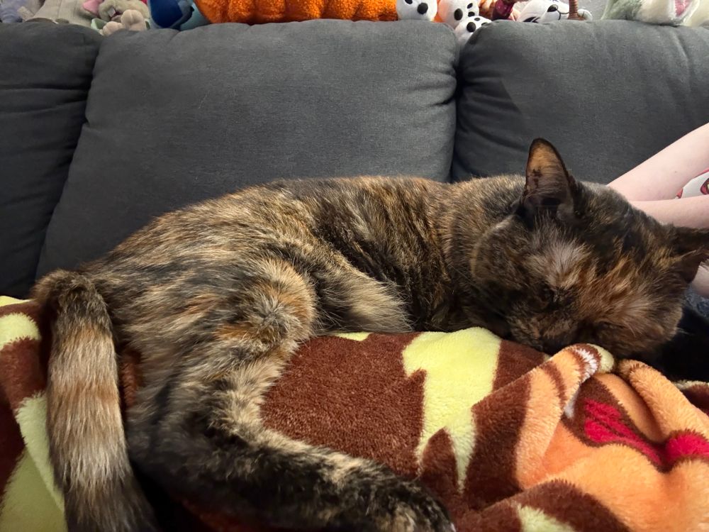 Rinzler the cat, laying on my lap on a Kuzco blanket