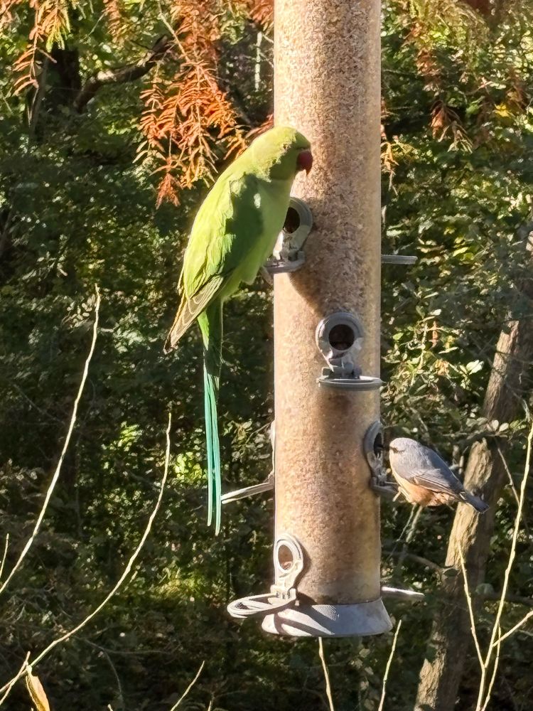 There is a large bird feeder. At one of the top perches on the left is a vibrant green parakeet. It has a bright red beak.   Its body is almost lime green. Its tale is emerald green. On a low perch on the right is a nuthatch. It has a long dark grey beak. Its’s head back wings and tail are a mid grey and its breast and belly feathers are a peachy colour. 
