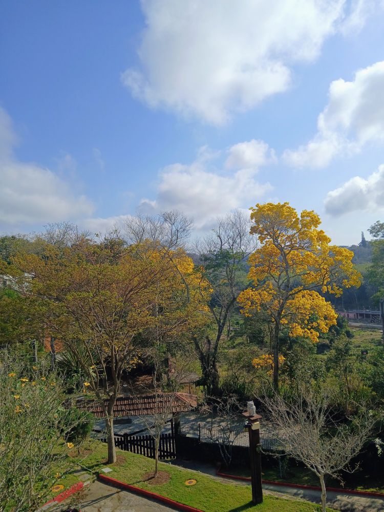 A foto, tirada em um dia ensolarado, mostra uma paisagem verde com duas árvores de folhas amarelas em destaque. Uma delas, mais à direita, tem as flores amarelas vibrantes e está em plena floração. A outra, mais à esquerda, parece ter as folhas amareladas, já no fim da floração. Elas estão cercadas por outras árvores e vegetação rasteira, em diferentes tons de verde. Ao fundo, um telhado marrom de uma casa de madeira e, no lado direito, uma pequena parte de uma casa branca e uma árvore com a copa no alto de um morro. O céu está azul com algumas nuvens brancas espalhadas.
