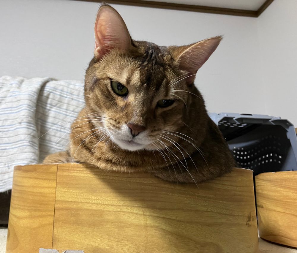 ベンガルとソマリのMIX猫