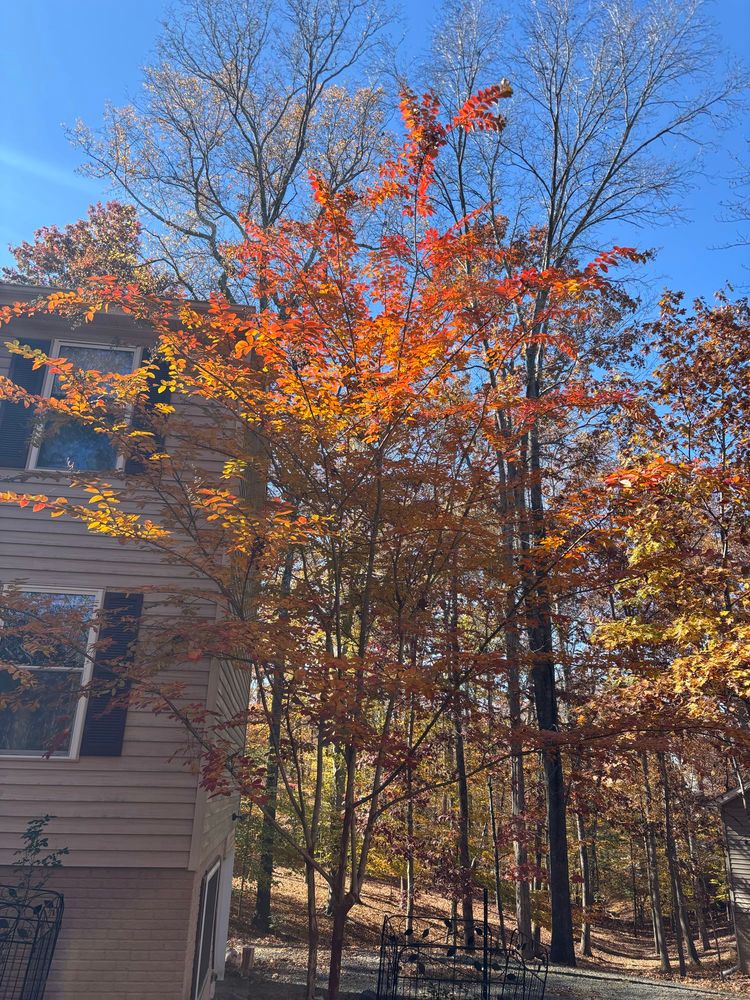 Create Myrtle tree in fall foliage