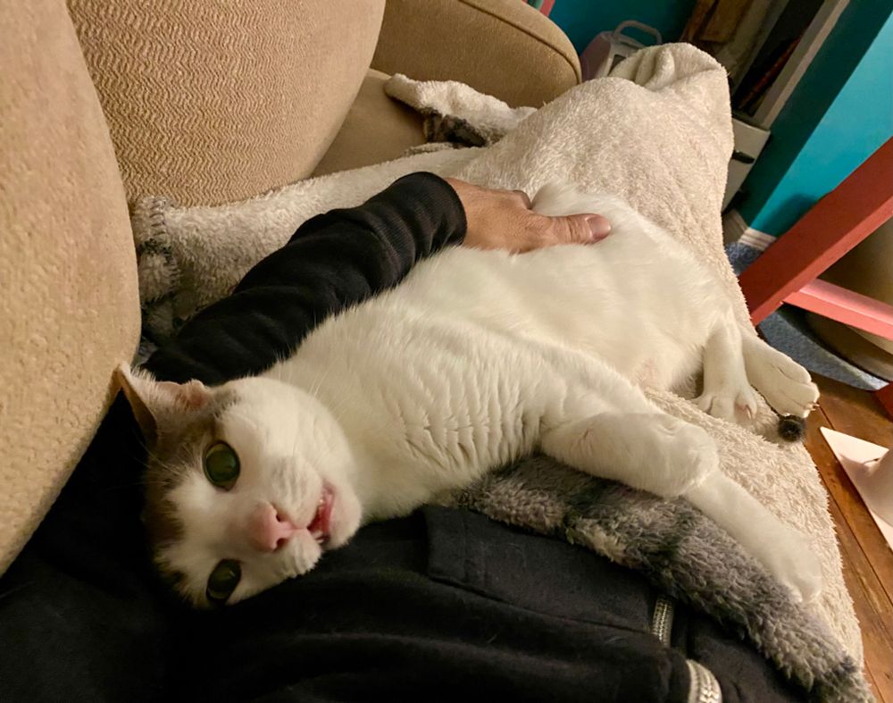 A cat laying on the chest of its owner, staring blankly with its mouth slightly open, as if in a trance. 