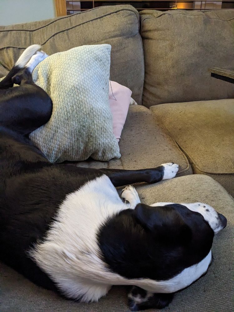 Quinn the dog with her feet on the pillows, like an idiot 