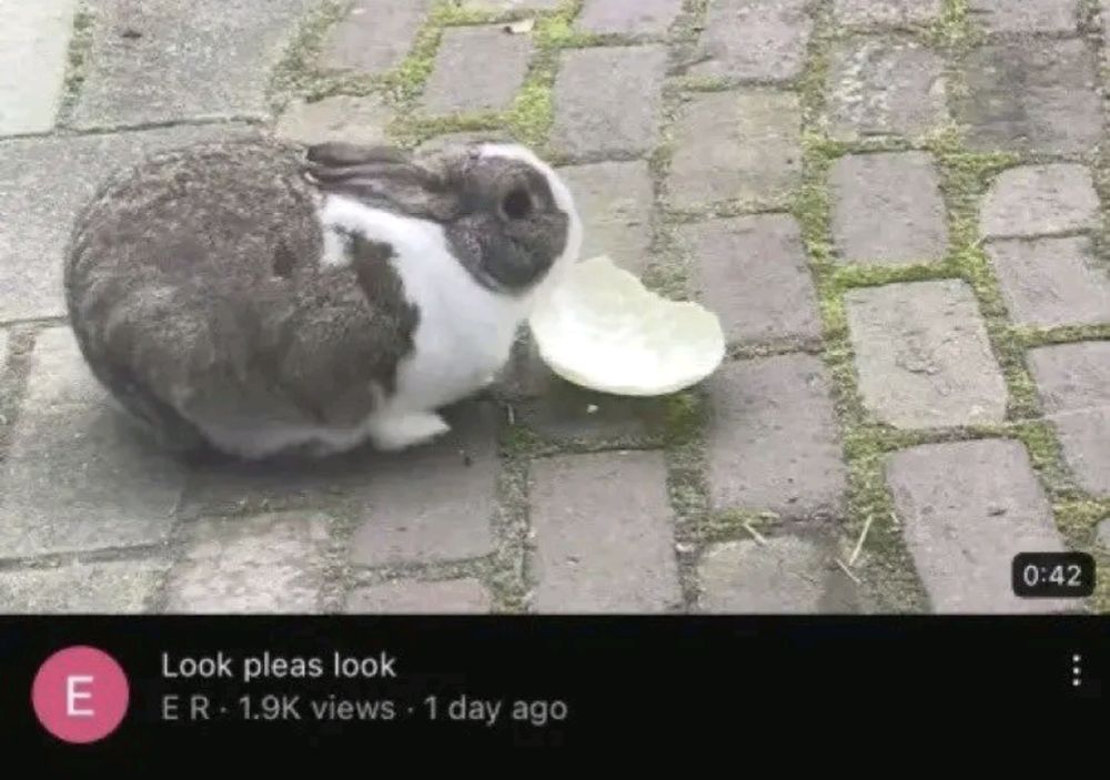 YouTube thumbnail with a Bunny and the caption "look pleas look"