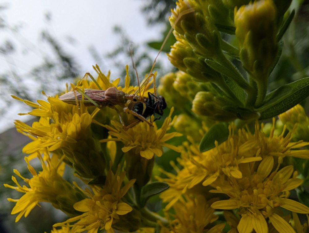 This picture shows a close up picture of a Leaf Hopper Assassin bug eating a small fly on top of a stiff leafed goldenrod.