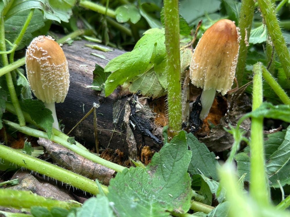 Gorgeous orangey yellow mushrooms poking up from a log. 