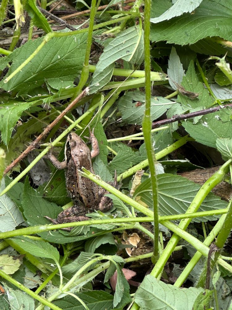 A frogge with wet legs in the shrubbery. 