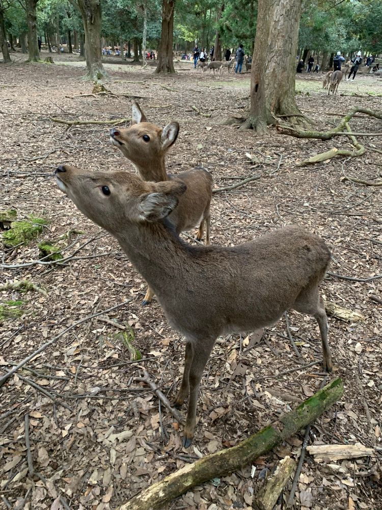 Hungry Sika in Nara Park