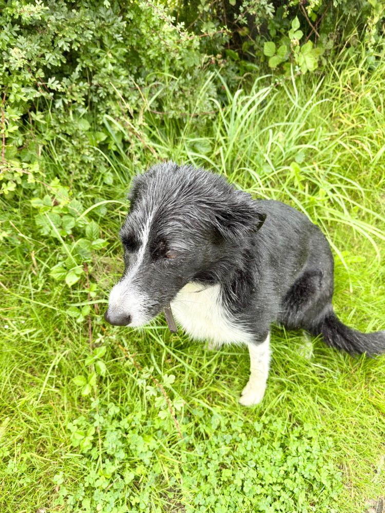 Ellie the small collie soaked through after a particularly impressive downpour. 