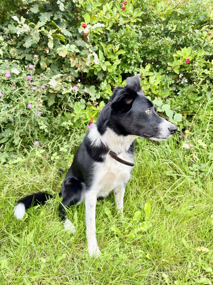 Ellie the little collie beside a hedge with red berries and pink flowers 