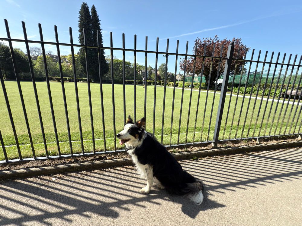 A collie looks through iron railings as a game of crown green bowls is being played 