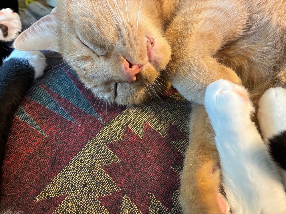 Orange cat sleeping with legs of black and white cat interlaced. 