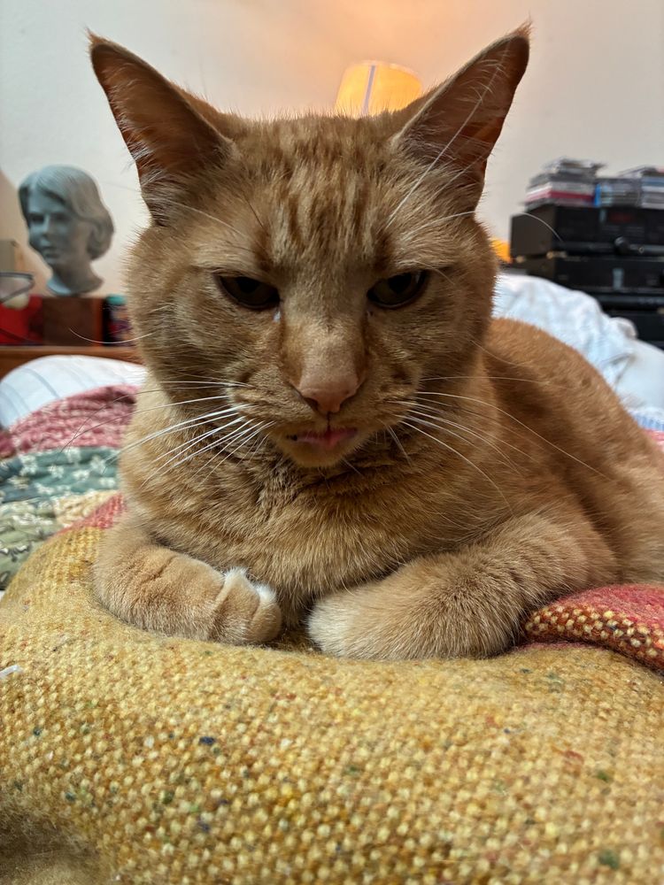 closeup of orange cat on a Studio Donegal wool blanket; the cat's tongue is out a little.