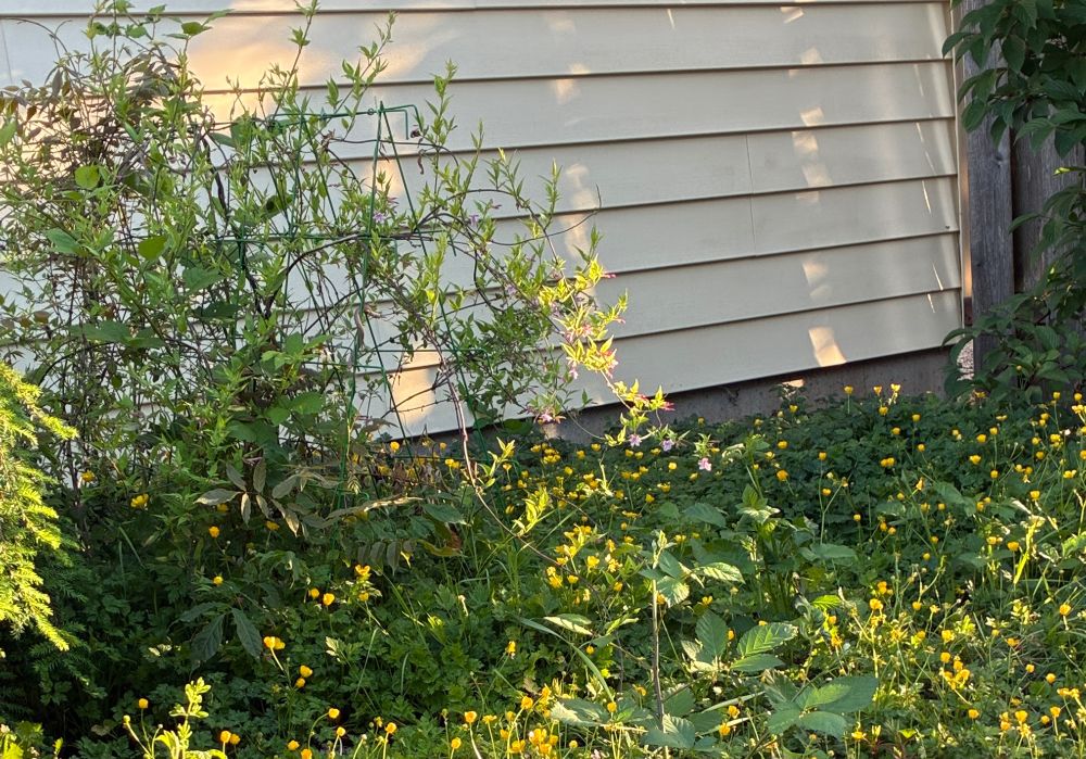 Flowering jasmine plant and woodland buttercups.
