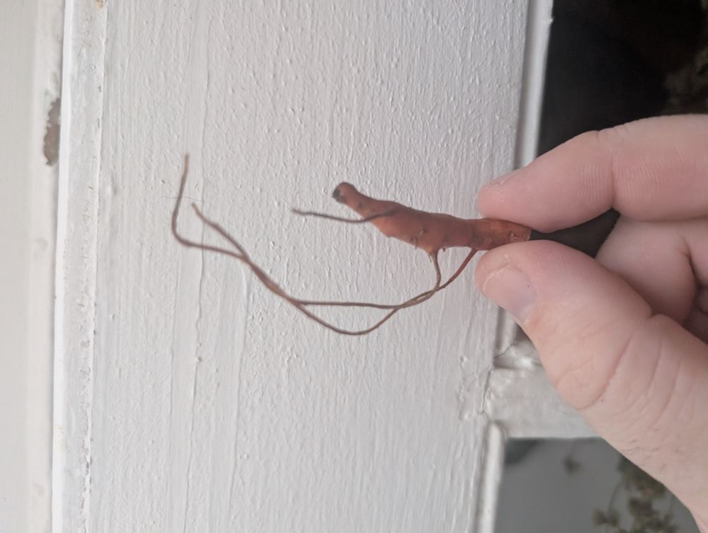 A piece of a root of sweet potato that kinda looks like a shrimp.