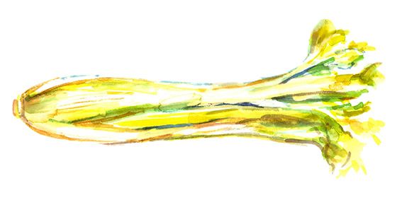 Celery stick illustration