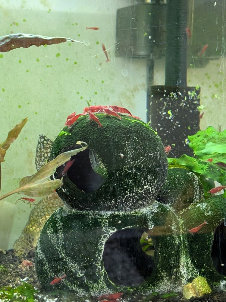 picture of a cluster of red cherry shrimp all gathered on the roof of a small aquarium decor cave. they look as if they are having a meeting about something.
