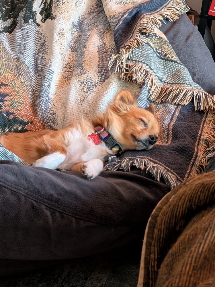 picture of a sleeping red and white Chihuahua, who is smiling softly in his beanbag fortress of blankets and pillows