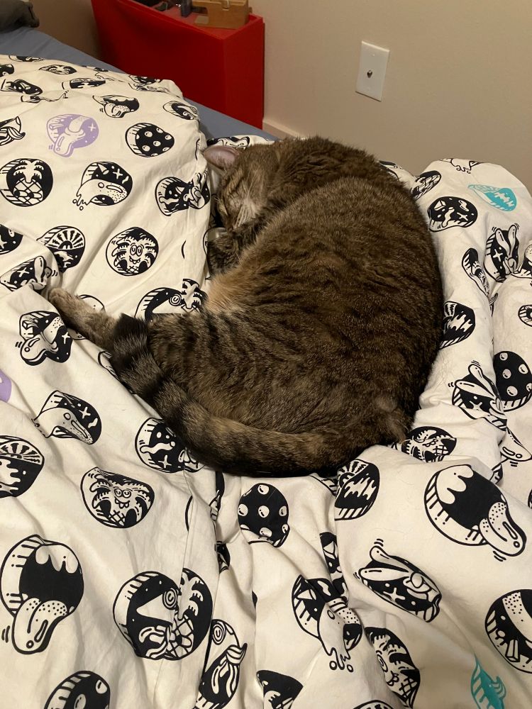 A brown tabby cat curled up on a white comforter with black and white illustrations on it