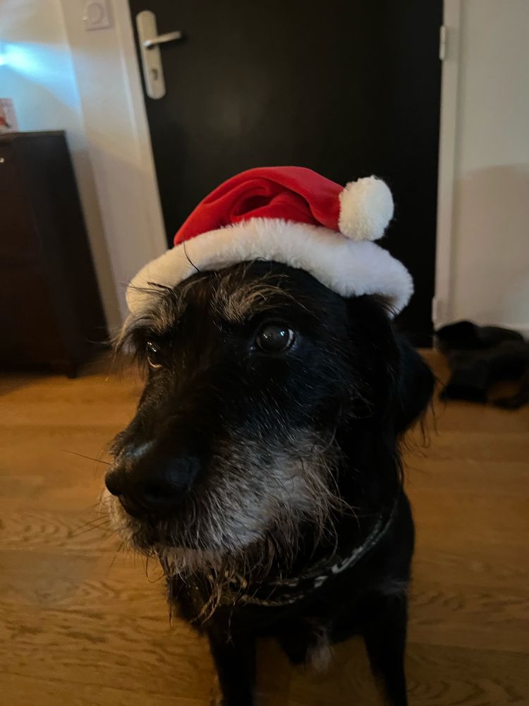 Le plus beau des chiens avec un bonnet de père Noël sur la tête.