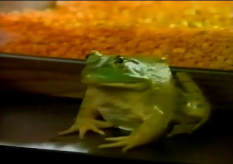 an unharmed green frog.