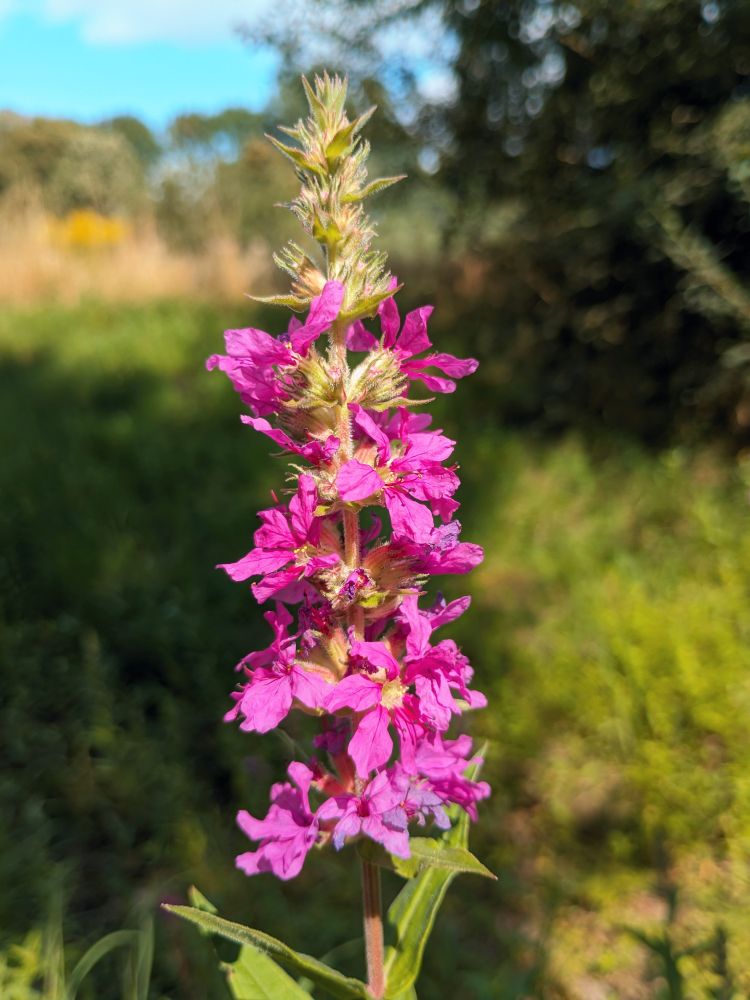 Gewöhnlicher Blutweiderich (Lythrum salicaria). Im Halbschatten wächst ein gerades Kraut mit lanzettförmigen Blättern. Der Stängel endet in einem langen Blütenstand, an dem rundherum altrosa Blüten mit fünf Kronblättern stehen. Da die Kronblätter etwas verbogen oder verdreht wachsen, machen die Blüten einen zerknitterten Eindruck.
