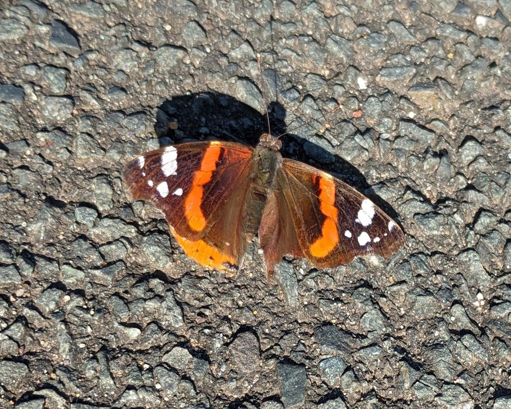Ein "Admiral" Falter auf Asphalt. Die hinteren Flügelränder sind bereits deutlich abgenutzt, so dass auch die beiden Flügel asymmetrisch sind.