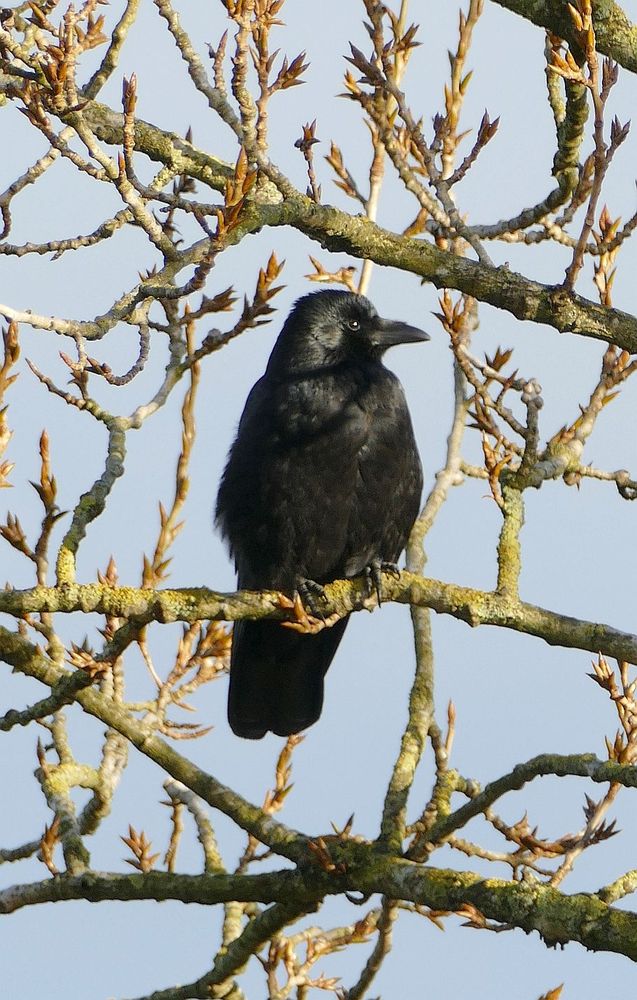 Eine Krähe sitzt auf einem kahlen Pappelzweig und schaut zur Seite. Der Himmel im Hintergrund ist einheitlich grau 