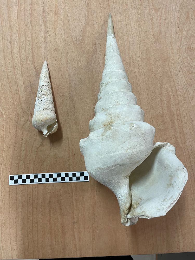 On the left, a specimen of a tall pointy snail about 20cm long (Campanile symbolicum) and on the right, a very similar snail three times as large (Campanile giganteum)