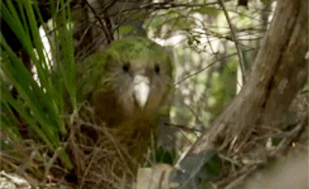 a small bird with a white beak is sitting on a tree branch .