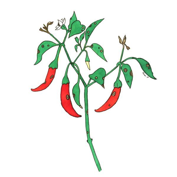The painting shows a chilli plant with  11 green leaves, three red fruits, two brown dying branch tips, an immature green fruit, a flower and a flower bud. The leaves, red fruit and stem have sunken brown circular lesions containing dark brown concentric rings.