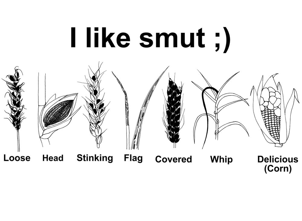 The image is a black-and-white cartoon featuring a humorous take on plant smut diseases, playing on the double meaning of the word “smut.” The humour comes from the risqué implication of the word “smut,” combined with the fact that most of these smut diseases are destructive plant infections, except for corn smut, which is actually considered delicious. My cartoon plays with this contrast, making delicious (corn) smut the unexpected punchline. 

The individual cartoons were drawn in black pen on A5 (148 x 210 mm) sheets of white watercolour paper, and combined digitally, with text added above and below the drawings.