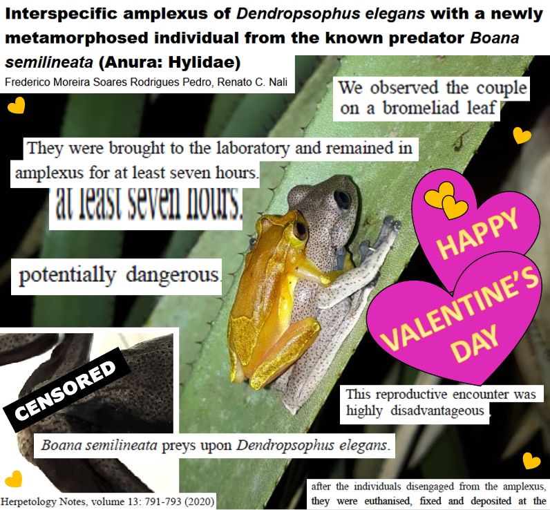 Collaged photo of a small yellow male frog in amplexus (mating) with a large grey female frog. The photo is overlain with text snippets from an academic paper and cartoon hearts. In a corner box, a picture of the grey frog's cloaca is covered with the label 'censored'. The text snippets say: "Interspecific amplexus of Dendropsophus elegans with a newly metamorphosed individual from the known predator Boana semilineata (Anura: Hylidae); Frederico Moreira Soares Rodrigues Pedro, Renato C. Nali"; "We observed the couple on a bromeliad leaf"; "They were brought into the laboratory and remained in amplexus for at least seven hours"; "at least seven hours"; "potentially dangerous"; "This reproductive encounter was highly disadvantageous"; "Boana semilineata preys upon Dendropsophys elegans"; "afer the individuals disengaged from the amplexus, they were euthanised, fixed, and deposited at the"; "Herpetology Notes, volume 13: 791-793 (2020)". The cartoon hearts say "Happy Valentine's Day".