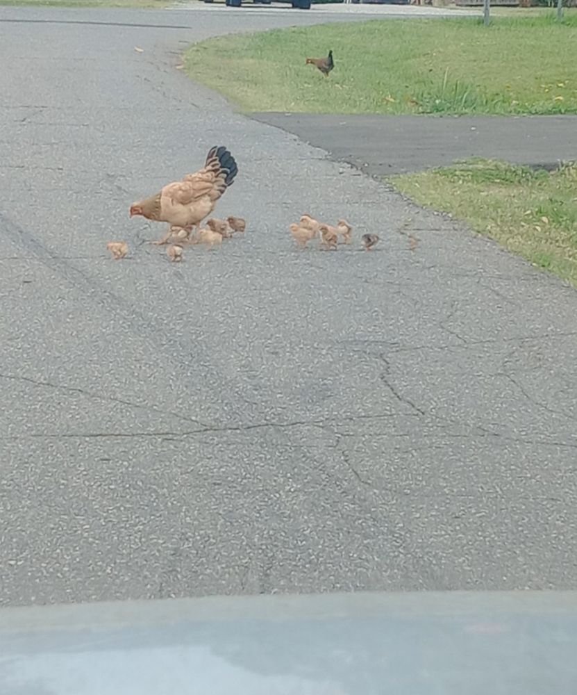 A hen and several chicks crossing a road