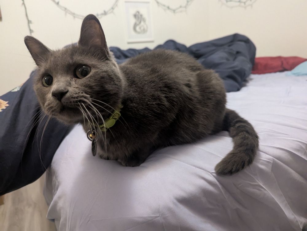 A picture of Alice's Cat Lettuce, a grey domestic shorthair, loafing on her bed