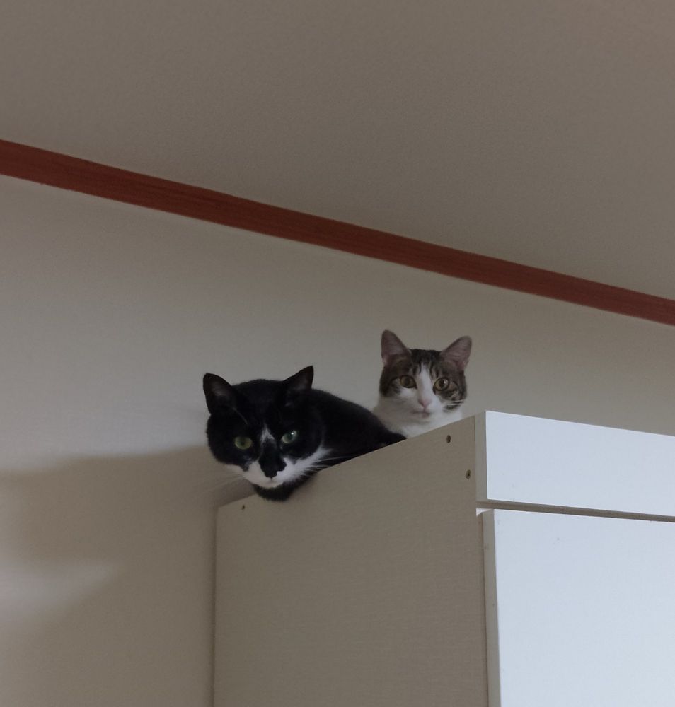 Sido and saecom the cats laying on top of a wardrobe