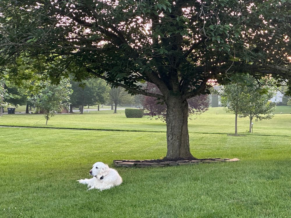 Golden retriever, Callie, outside on a green lawn under a tree in early morning light. 