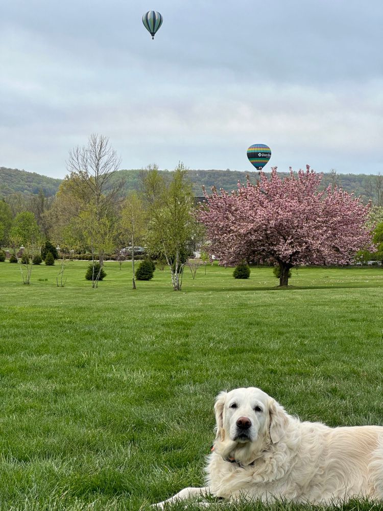 A Golde Retriever lies in the grass with a cherry tree in bloom behind her along with two hot air balloons in the sky. 