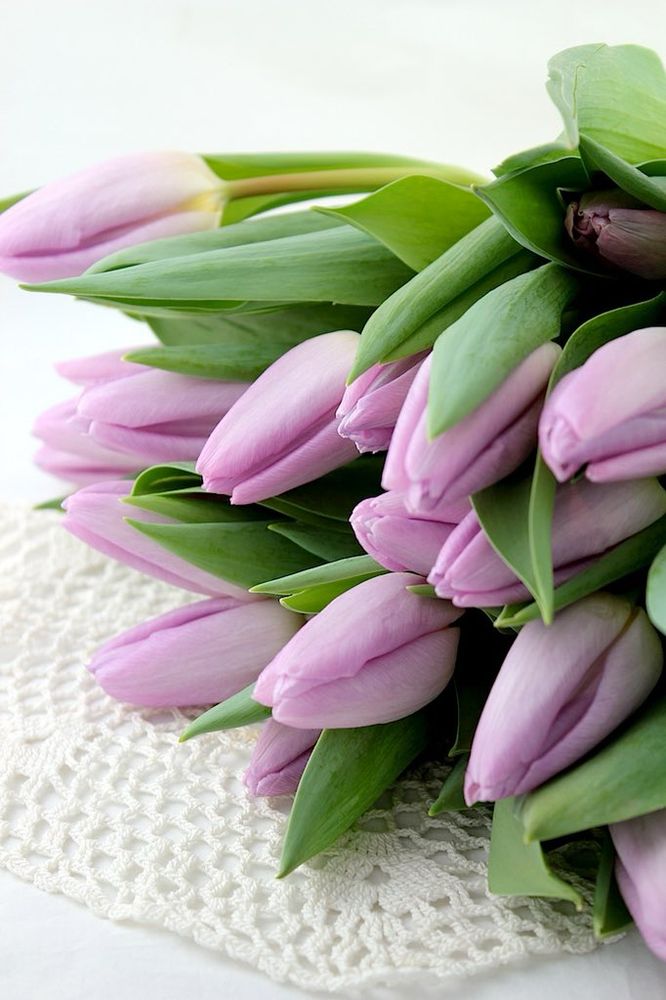 Mauve tulips 