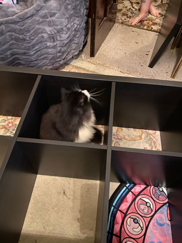 Photo of a cat sitting and helping with an IKEA cube unit. 