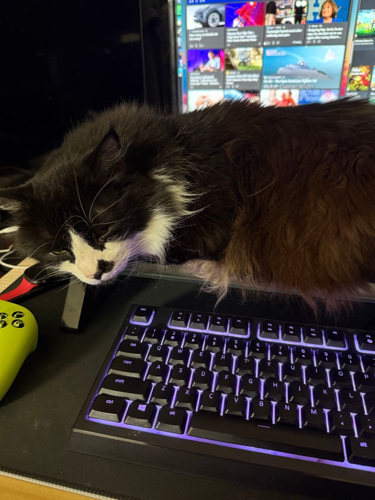 Kitty sitting on a shelf above a keyboard sleeping 