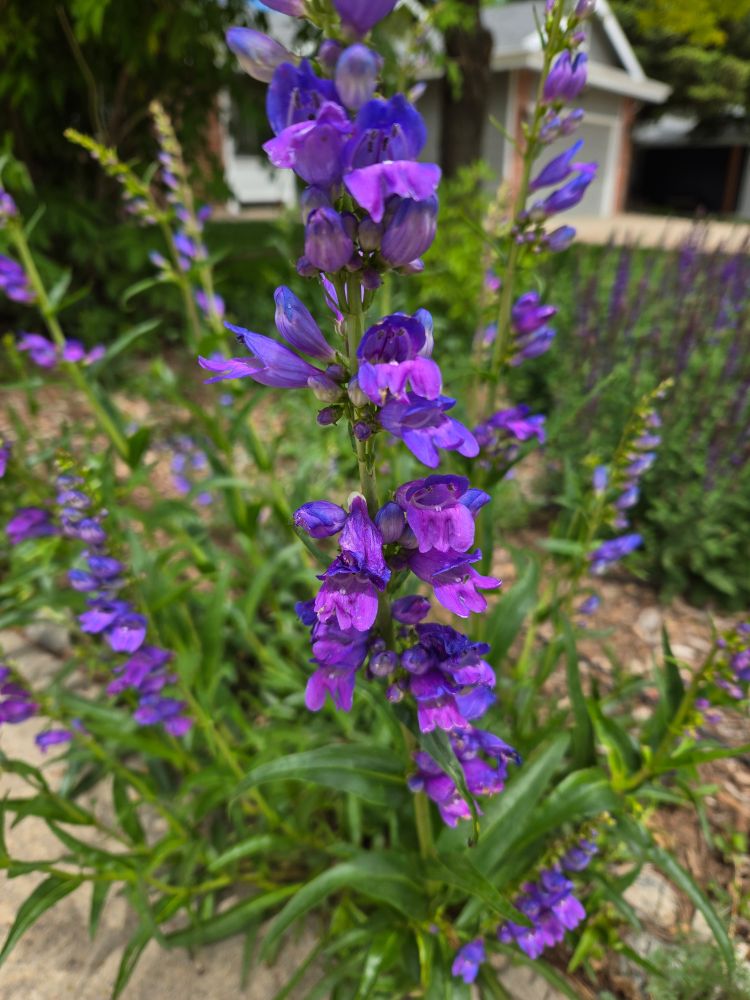 Sprig of purple beardstongue